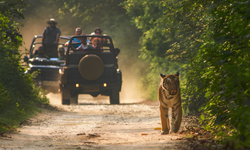 Wildlife Uttarakhand